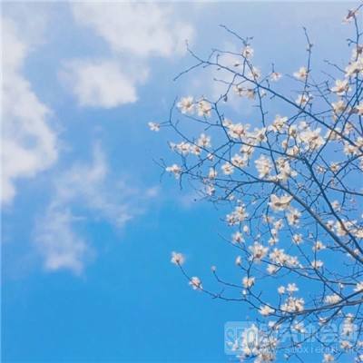 緬因州外海拍下大白鯊珍貴影像 - 國家地理雜誌官方網站｜探索自然、科學與文化的最佳權